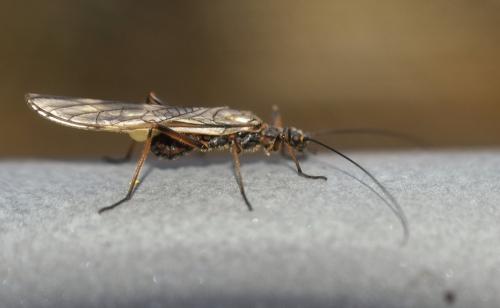 Taeniopteryx hubaulti